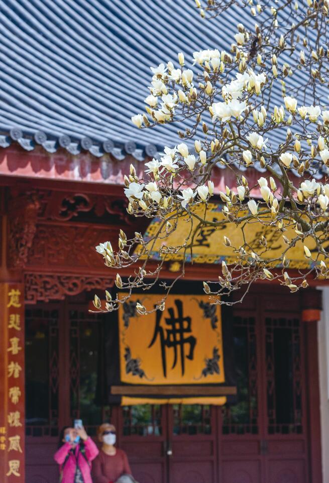 杭州法喜寺500岁玉兰盛放